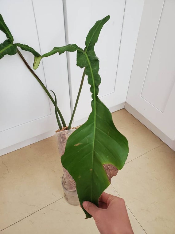 Philodendron Joepii Etsy