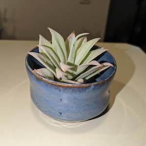 May include: A small air plant in a blue ceramic pot. The plant has long, thin leaves that are a light green color.