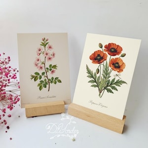 Puede incluir: Dos láminas de arte botánico con ilustraciones florales. Una muestra flores de cerezo rosas, la otra amapolas rojas. Ambas se exhiben en soportes de madera clara, ideales para la decoración del hogar.