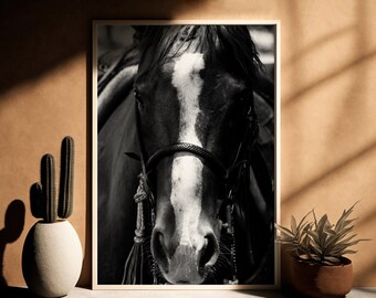 Peut inclure: Photographie en noir et blanc de la tête d'un cheval avec une bande blanche sur le visage. Le cheval porte une bride et a une expression sérieuse.