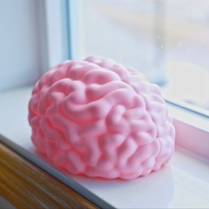 May include: A pink brain-shaped object sits on a white windowsill next to a window. The brain model is a light pink color and has a detailed, textured surface, mimicking the folds and crevices of a real brain.