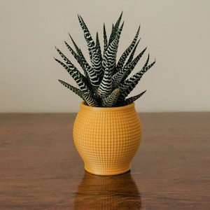 May include: A small, potted succulent plant with striped, green leaves in a yellow, textured ceramic pot. The pot is sitting on a dark brown wooden surface.