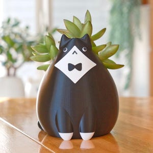 Könnte beinhalten: Ein schwarz-weißer Katzen-Blumentopf mit einer Sukkulentenpflanze. Der Pflanztopf hat ein Smoking-Design mit Fliege und weißen Akzenten. Der Katzen-Pflanztopf steht auf einem Holztisch.