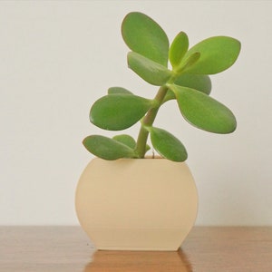 May include: A small, round, cream-colored planter holding a jade plant. The jade plant has thick, green, oval-shaped leaves and a sturdy stem. The planter sits on a wooden surface against a white background.