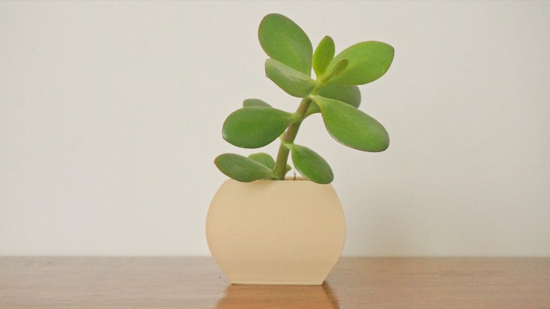 May include: A small, round, cream-colored planter holding a jade plant. The jade plant has thick, green, oval-shaped leaves and a sturdy stem. The planter sits on a wooden surface against a white background.