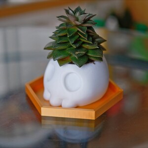 May include: A white skull-shaped planter with a succulent plant growing inside. The planter is sitting on a hexagonal orange tray.