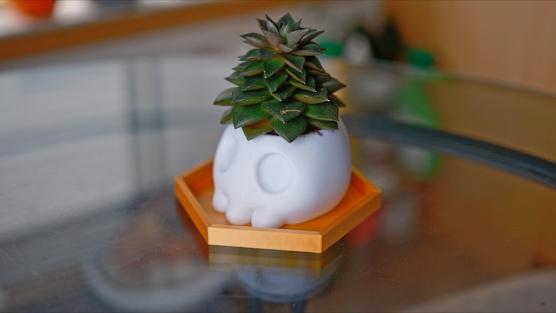 May include: A white skull-shaped planter with a succulent plant growing inside. The planter is sitting on a hexagonal orange tray.