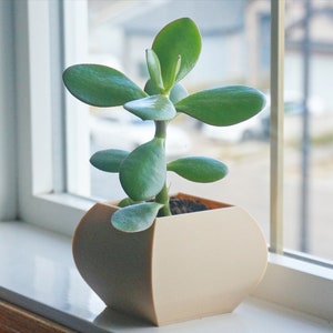 May include: A small, green jade plant in a beige, geometric planter. The plant has thick, oval-shaped leaves and is positioned on a white windowsill. The background shows a blurred view of a street and buildings.