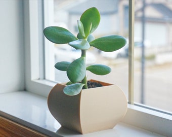 Minimalist Orchid Planter Pot: Classic Succulent Planter, Desk Decor