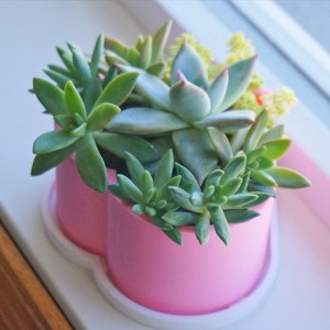 Puede incluir: Una maceta rosa en forma de coraz&oacute;n con una base blanca, llena de diferentes plantas suculentas.