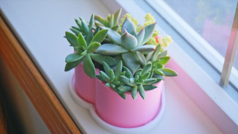 Puede incluir: Una maceta rosa en forma de coraz&oacute;n con una base blanca, llena de diferentes plantas suculentas.
