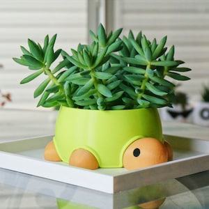 May include: A green turtle-shaped planter with orange legs and a black eye, holding a succulent plant with green leaves.