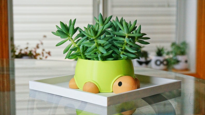 May include: A green turtle-shaped planter with orange legs and a black eye, holding a succulent plant with green leaves.