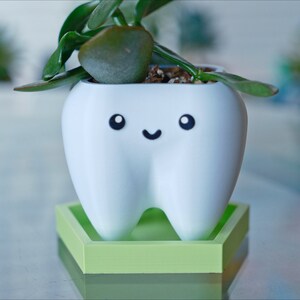 May include: A white ceramic planter shaped like a tooth with a happy face, holding a small green succulent plant. The planter sits on a light green hexagonal base.