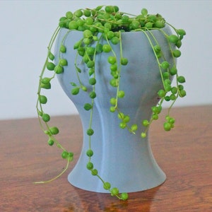 May include: A light blue ceramic planter with a round top and a wide base, filled with a green string of pearls plant.