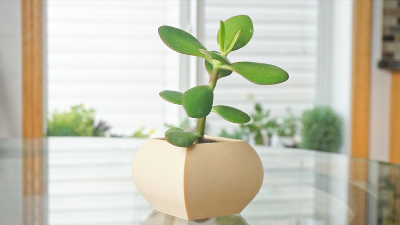 May include: A small jade plant in a beige, geometric-shaped pot. The plant has vibrant green, oval-shaped leaves and a thick, green stem. The pot sits on a reflective surface, with a window and greenery visible in the background.