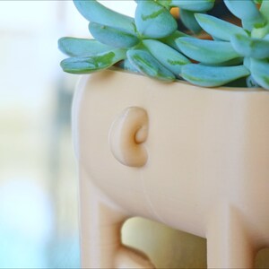 May include: A light pink ceramic planter shaped like a pig with a succulent plant growing inside. The succulent has light green leaves.
