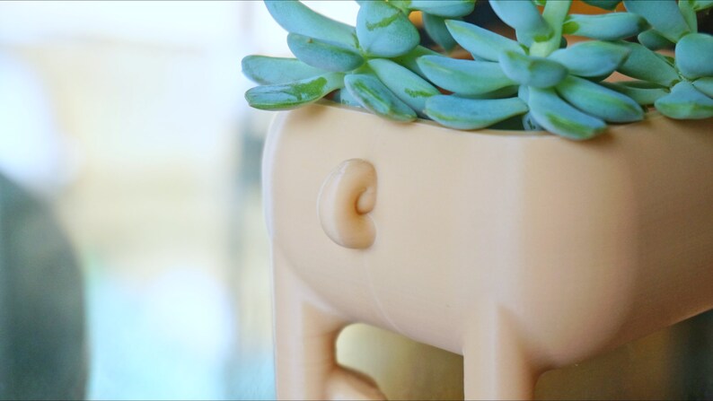 May include: A light pink ceramic planter shaped like a pig with a succulent plant growing inside. The succulent has light green leaves.