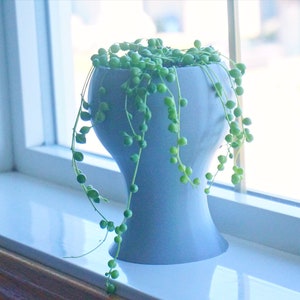 May include: A light blue ceramic pot with a round top and a narrow base, filled with a string of pearls plant with long trailing stems.