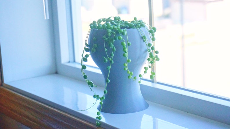 May include: A light blue ceramic pot with a round top and a narrow base, filled with a string of pearls plant with long trailing stems.