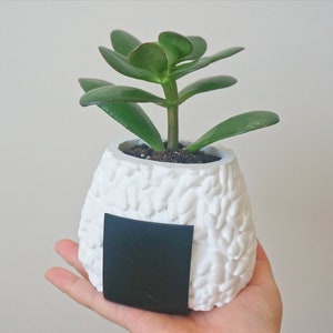 Puede incluir: Una maceta de cer&aacute;mica blanca con forma de bola de arroz japonesa, o onigiri, con una peque&ntilde;a planta suculenta verde creciendo en su interior. La maceta tiene una etiqueta negra en la parte delantera.
