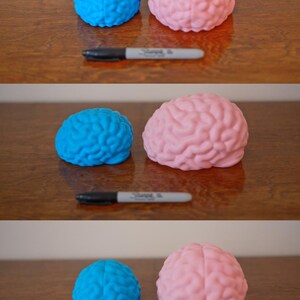 May include: A blue and a pink brain-shaped object sit on a wooden surface, next to a black Sharpie marker. The brain models have detailed surface textures. The pink brain is split in half. The objects are likely educational or decorative.