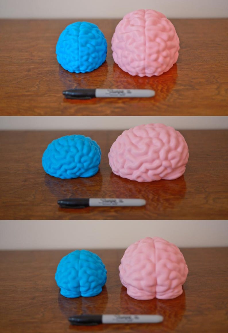 May include: A blue and a pink brain-shaped object sit on a wooden surface, next to a black Sharpie marker. The brain models have detailed surface textures. The pink brain is split in half. The objects are likely educational or decorative.