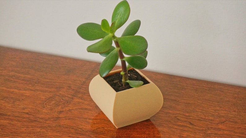 May include: A small jade plant in a beige, geometric planter. The plant has vibrant green, oval-shaped leaves and a thick, brown stem. The planter sits on a dark wooden surface, with a white wall in the background. The overall aesthetic is minimalist and modern.