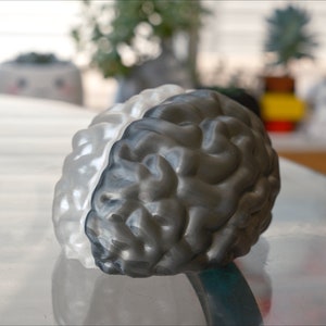 May include: A 3D printed model of a human brain, painted half white and half gray.