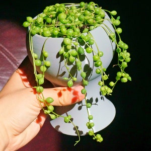 May include: A small, green succulent plant with round leaves growing in a white ceramic pot. The pot has a wide base and a narrow neck.
