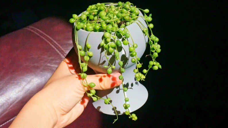 May include: A small, green succulent plant with round leaves growing in a white ceramic pot. The pot has a wide base and a narrow neck.