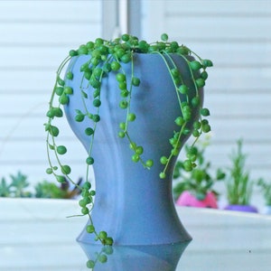 May include: A light blue ceramic planter with a unique shape, featuring a trailing string of pearls plant with green leaves.