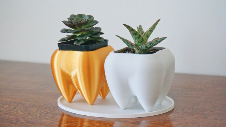 Puede incluir: Dos macetas con forma de diente, una dorada y otra blanca, cada una con una planta suculenta. Las macetas est&aacute;n sobre una bandeja redonda blanca. La maceta dorada tiene una suculenta verde oscura, y la blanca una verde y blanca.