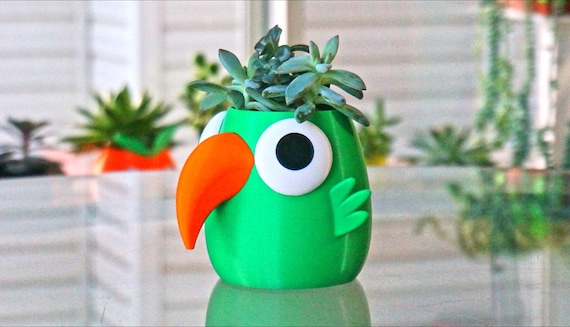 Parrot pot 2024