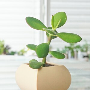May include: A small, green jade plant in a beige, geometric-shaped pot. The plant has thick, oval-shaped leaves and a sturdy stem. The pot is sitting on a reflective surface, with a window in the background.