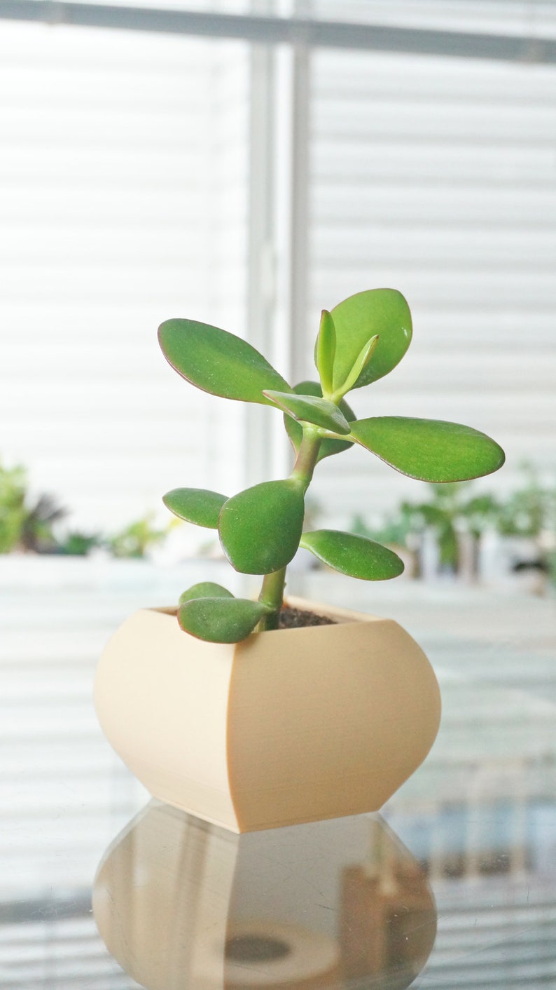 May include: A small, green jade plant in a beige, geometric-shaped pot. The plant has thick, oval-shaped leaves and a sturdy stem. The pot is sitting on a reflective surface, with a window in the background.