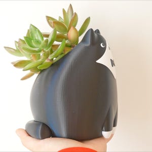 May include: A black and white cat-shaped planter holding a succulent plant. The ceramic planter has a round body, a white bib, and white paws. The succulent has green and reddish-brown leaves.