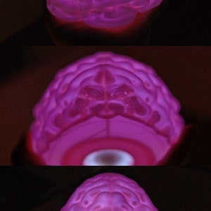 May include: A glowing, pink brain-shaped object. The brain model is lit from within, showcasing its intricate surface details. The image is a close-up, highlighting the texture and form of the brain.