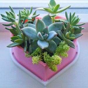 Puede incluir: Una maceta rosa en forma de coraz&oacute;n con una variedad de suculentas que crecen en su interior. La maceta tiene un borde blanco y est&aacute; sentada sobre una superficie blanca.