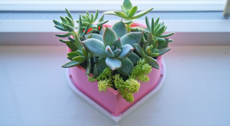 Puede incluir: Una maceta rosa en forma de coraz&oacute;n con una variedad de suculentas que crecen en su interior. La maceta tiene un borde blanco y est&aacute; sentada sobre una superficie blanca.