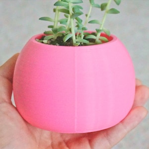 May include: A small pink ceramic planter with a succulent plant growing inside. The planter is round and has a smooth surface.