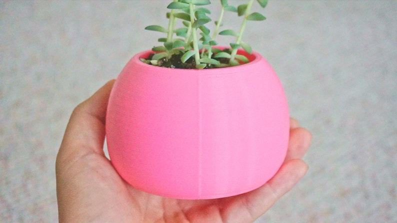 May include: A small pink ceramic planter with a succulent plant growing inside. The planter is round and has a smooth surface.