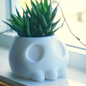 May include: A white ceramic skull planter with a green succulent plant growing inside. The planter has two large eye holes and a small mouth.