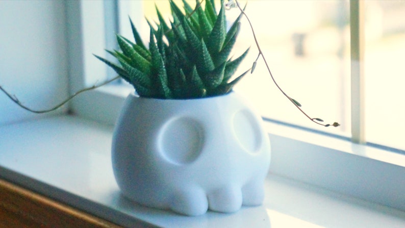 May include: A white ceramic skull planter with a green succulent plant growing inside. The planter has two large eye holes and a small mouth.