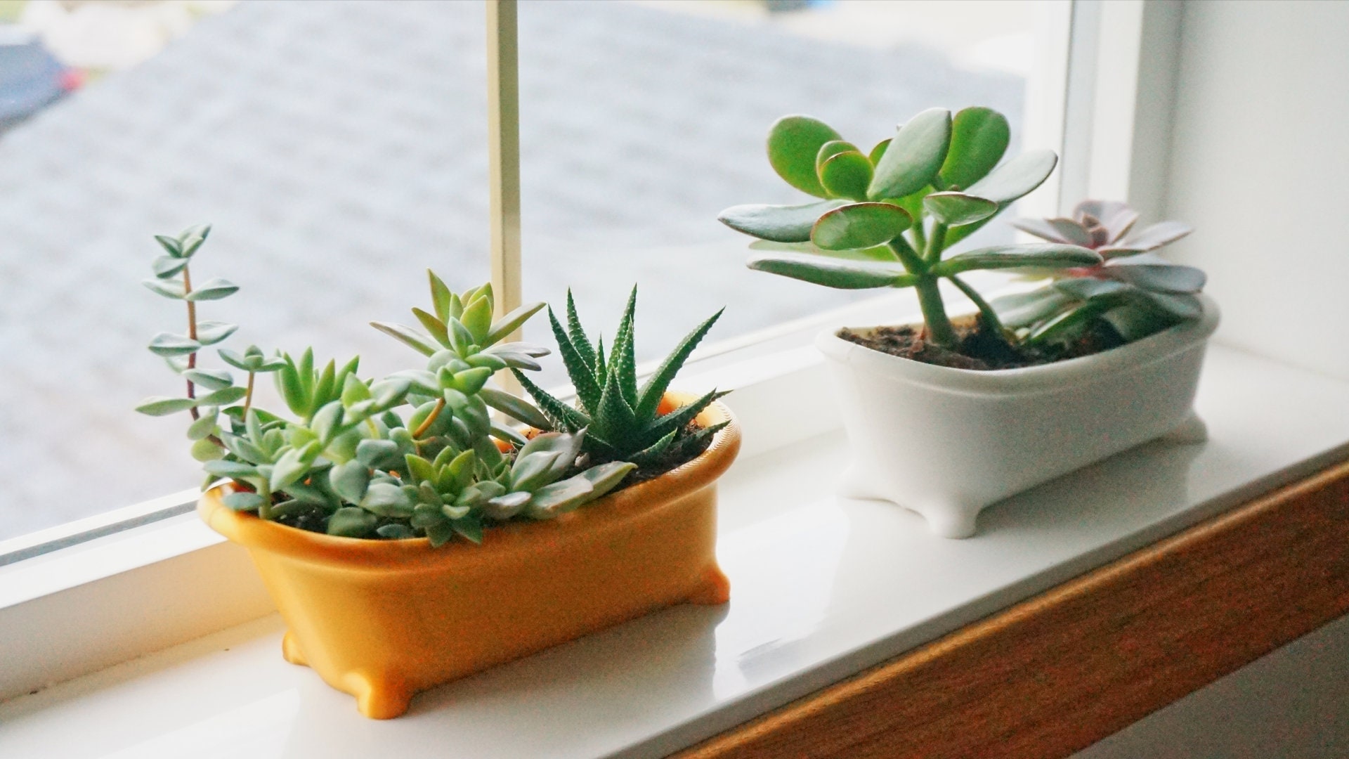 Bathtub Succulent Planter: Plastic Bath Shaped Desk Decor - Etsy