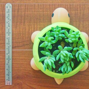 May include: A green turtle-shaped planter with a brown shell and black eyes. The planter is filled with green succulents.