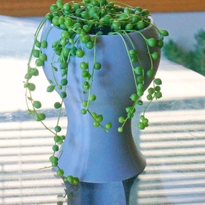 May include: A green string of pearls plant in a light blue ceramic pot. The plant is hanging over the edge of the pot.