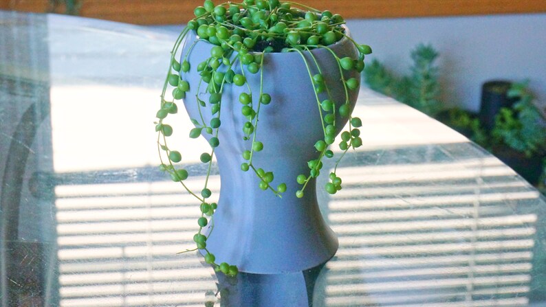May include: A green string of pearls plant in a light blue ceramic pot. The plant is hanging over the edge of the pot.