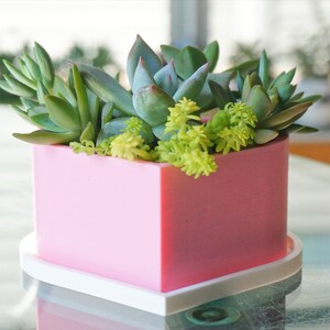 Puede incluir: Una maceta de coraz&oacute;n rosa con una base blanca, llena de una variedad de plantas suculentas.