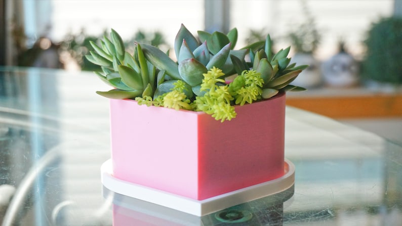 Puede incluir: Una maceta de coraz&oacute;n rosa con una base blanca, llena de una variedad de plantas suculentas.